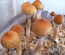 Buy mazatapec mushroom online