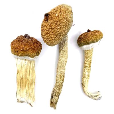 Buy Blue Meanie Dried Magic Mushrooms online
